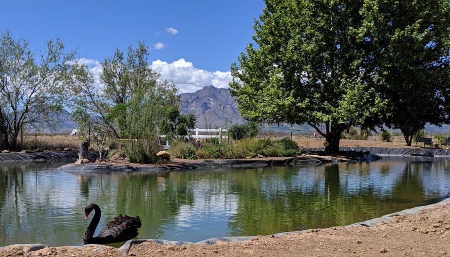 Pond at Rusty's RV Ranch snowbird destination in Rodeo, New Mexico