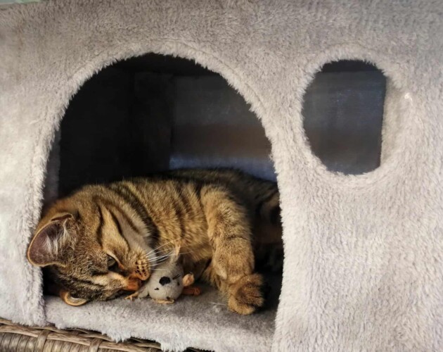 Cat in a cozy nook