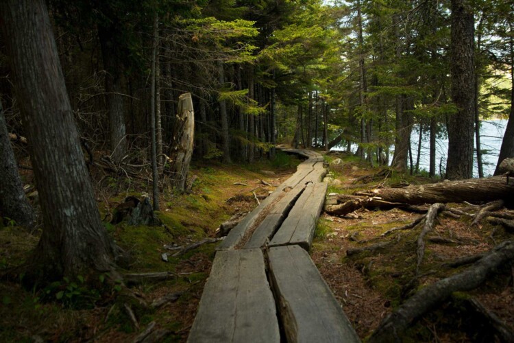 Trail leading into the woods at Acadia National Park (Image: Unsplash)