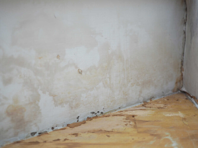 Example of black mold in a room. (Image: Shutterstock)