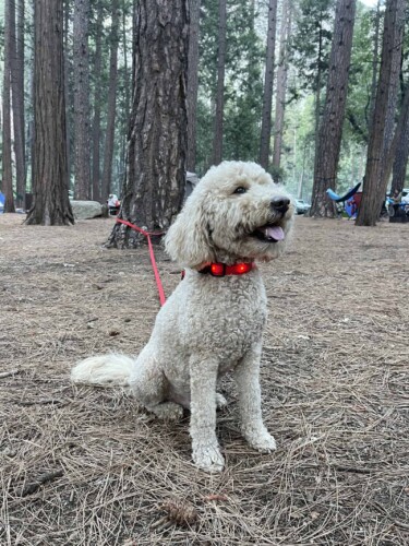 Camping Doodle dog with light up collar and leash (Image: Carol Acutt, LitoLuxury.com)