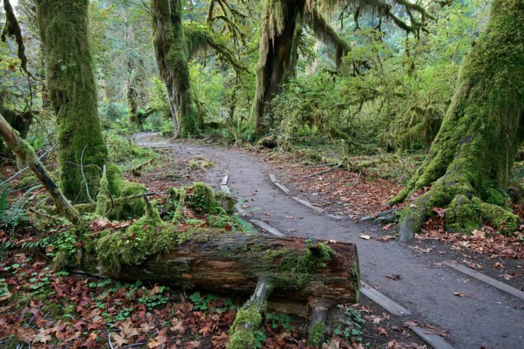 Hall of Mosses Trail (Image: Shutterstock)