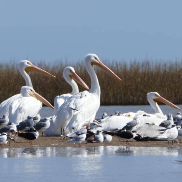 Pelicans on the Gulf Coast (Image @Sargent Beach RV Park, RV LIFE Campgrounds)
